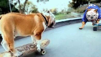 Tillman & Tyson the skating bulldogs